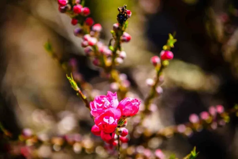 Ornamental Peach Trees fruit and flowers