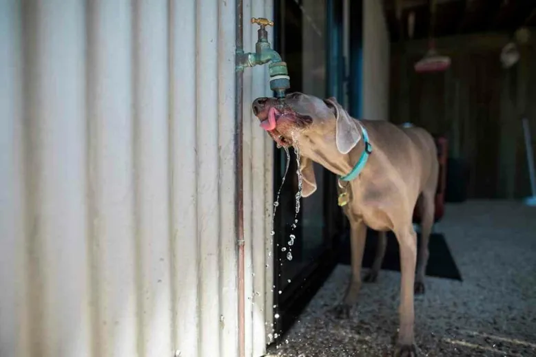 Dogs love outdoor faucets