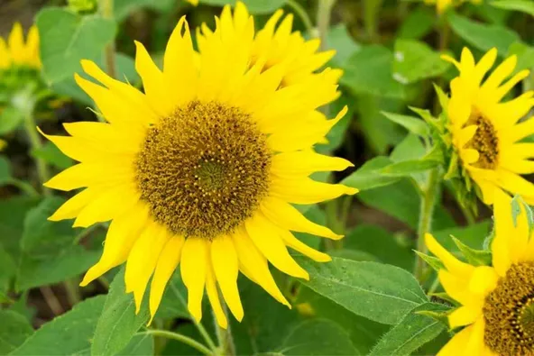 Pacino Gold dwarf sunflower