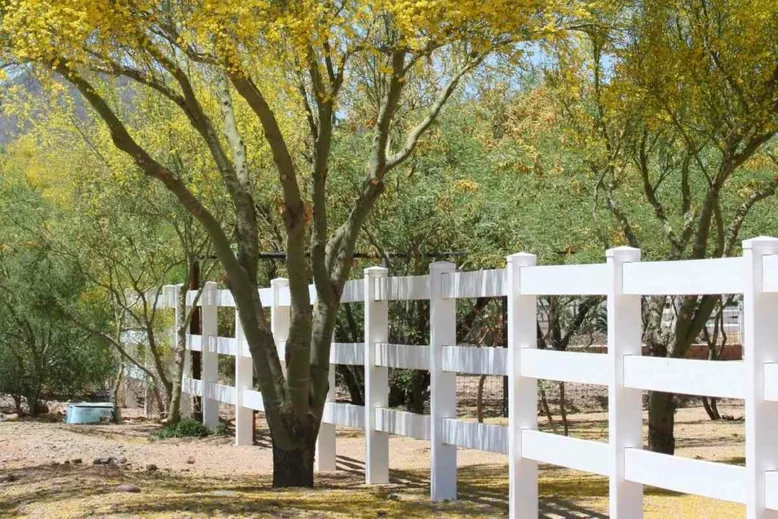 Palo Verde trees family