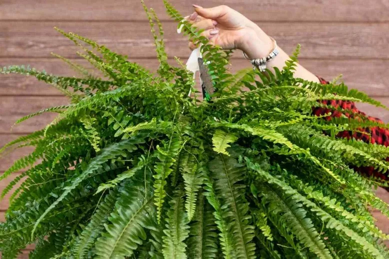 Parts of a Boston Fern plants