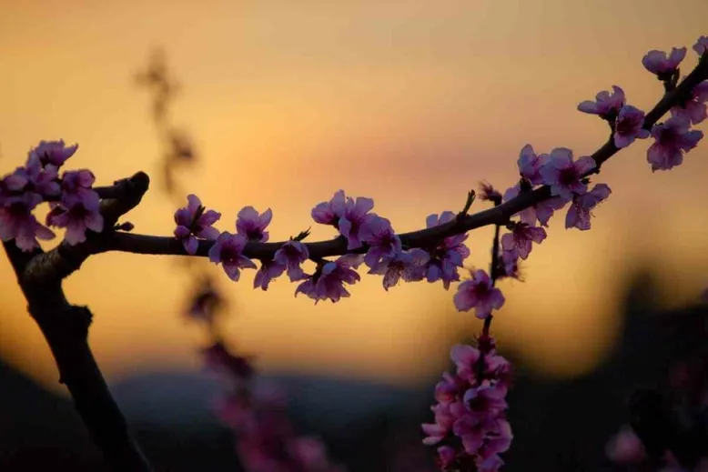 Peach tree bloom sunset