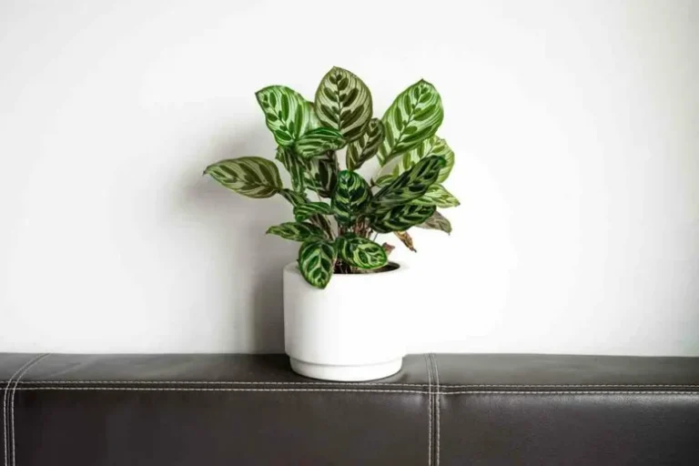 Comment Prendre Soin De Votre Plante Paon (Calathea Makoyana)