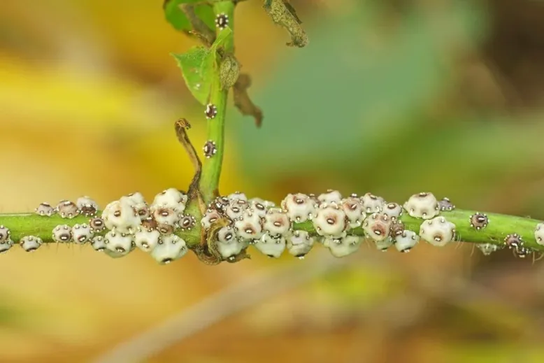 Pesticide control of scale insects