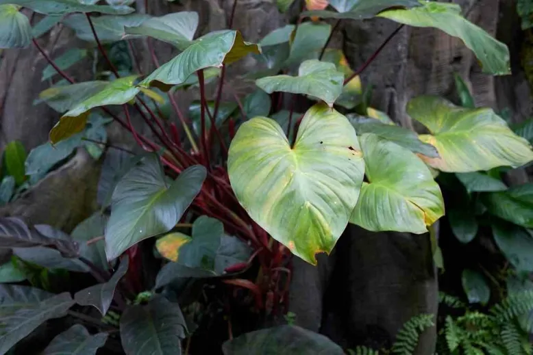 Philodendron Erubescens leaves