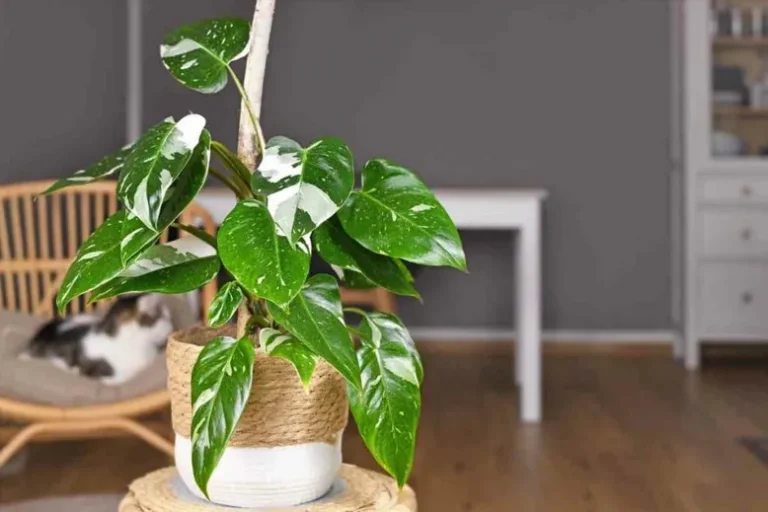 7 Types De Philodendrons (Belles Images)