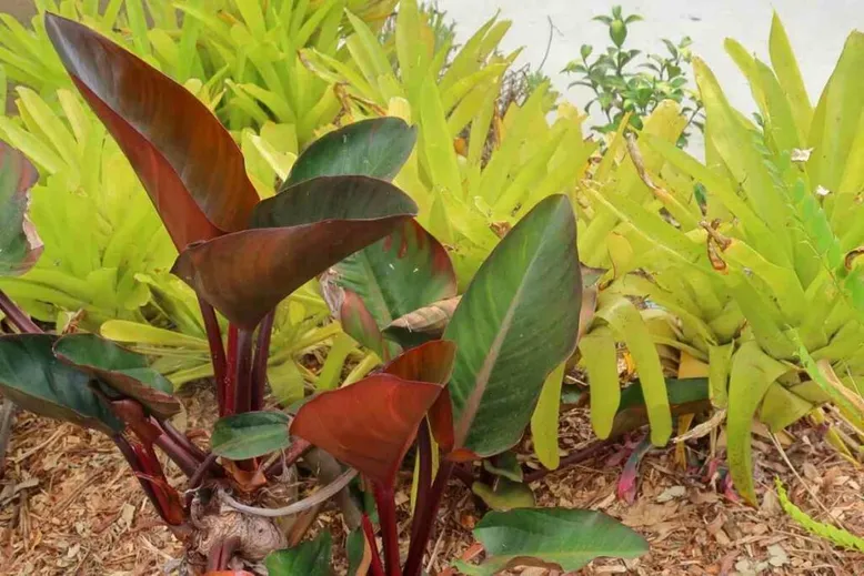 Rojo Philodendron outside