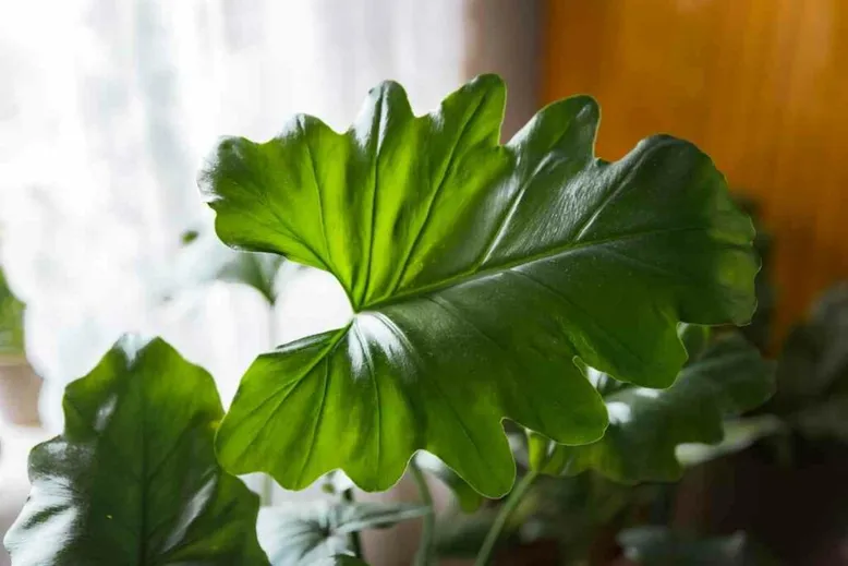 horsehead philodendron