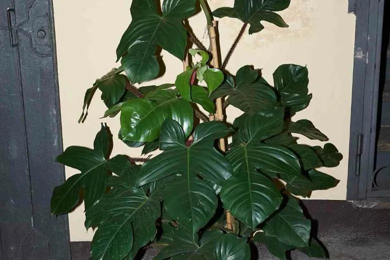 Red Bristle Philodendron