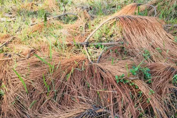 Pine needles using tips