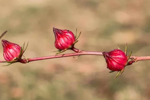 Planting Roselle plant in garden