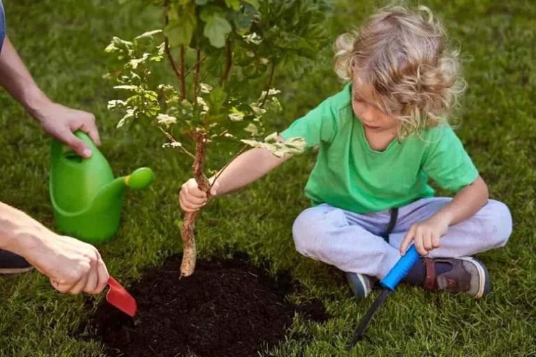 Combien D’arbres Dois-Je Planter Par Acre ?