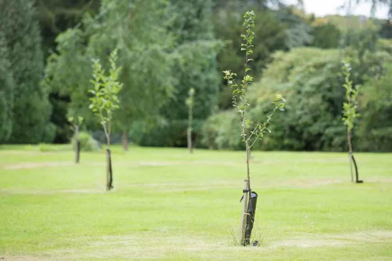 Planting trees distance to set