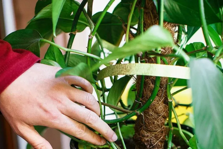 Pothos plant in bathroom