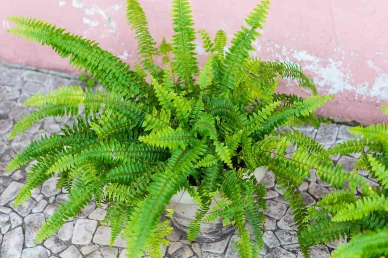 Boston fern pot