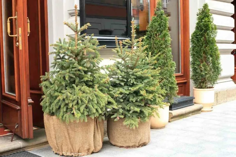 Evergreen trees survive winter