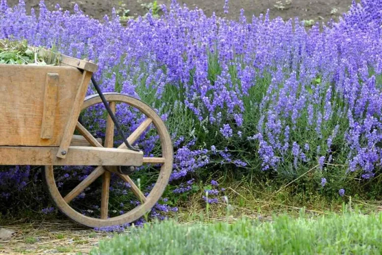 lavender growing winter