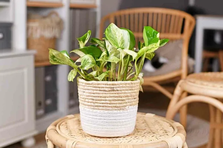 Pothos turning brown