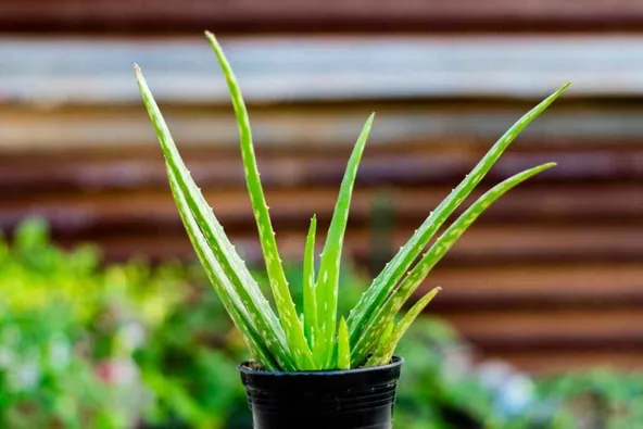 Great Advice for Reviving Sunburnt Aloe Vera Plants