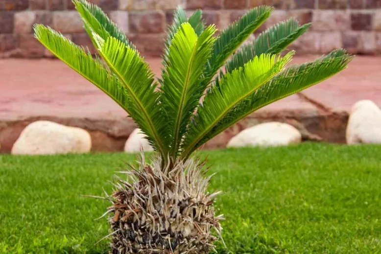 Cycas Revoluta