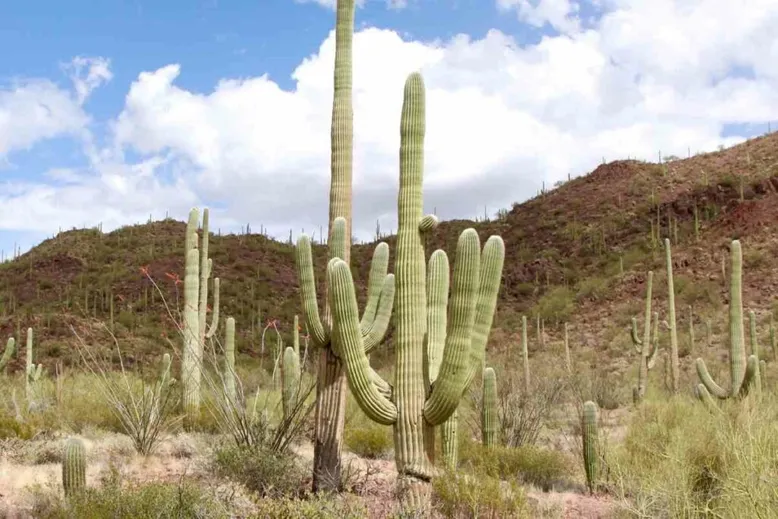 Saguaro cactus in desert