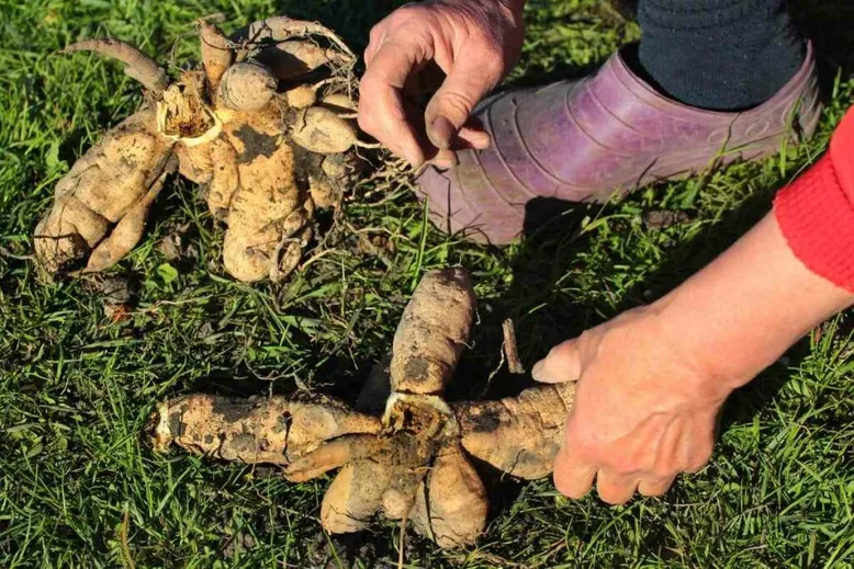 Saving tips for Dahlia tubers