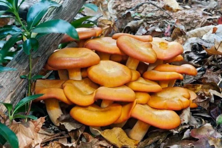 Des Champignons Orange Dans Mon Jardin : Dois-Je Les Enlever ?