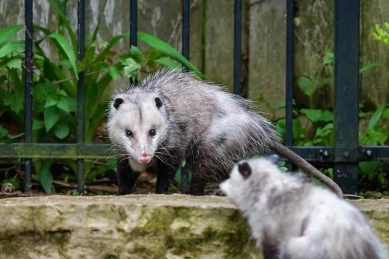 Keeping possums in backyard