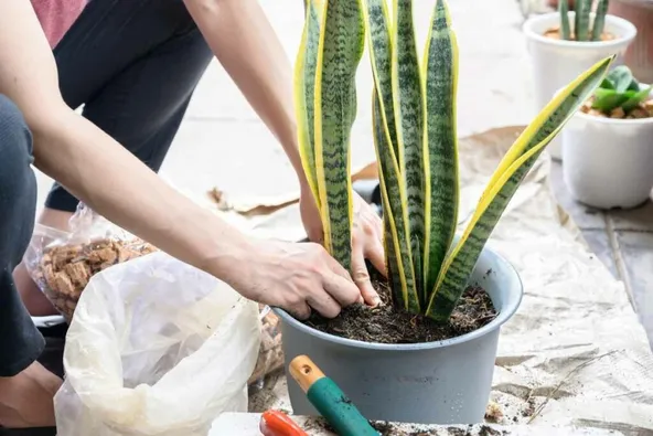 Snake plant soil container