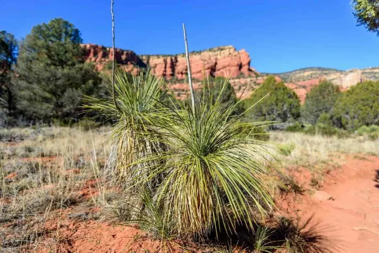 Soaptree Yucca in desert