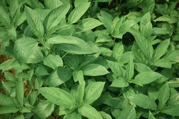 Soil for Jute leaves