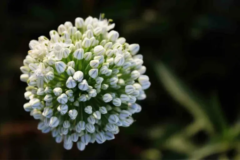 Pourquoi Certains Oignons Ont-Ils Des Fleurs Et D’autres Pas ?