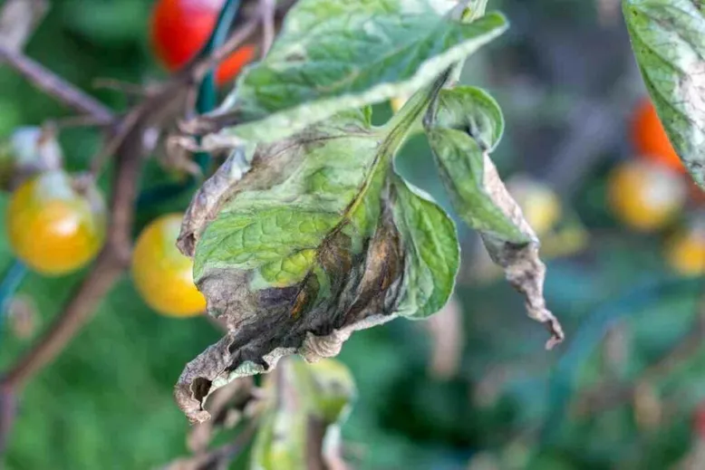 Southern blight disease