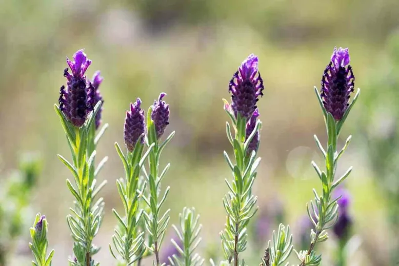 Spanish lavender purple