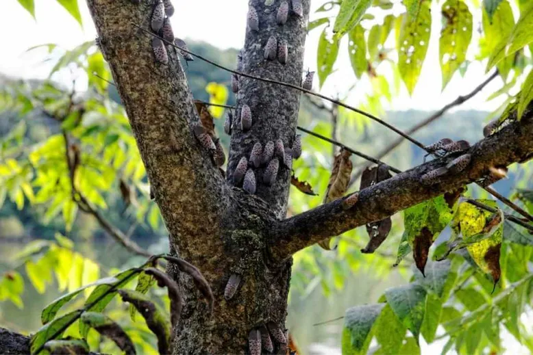 Why Are Spotted Lanternflies an Invasive Species?