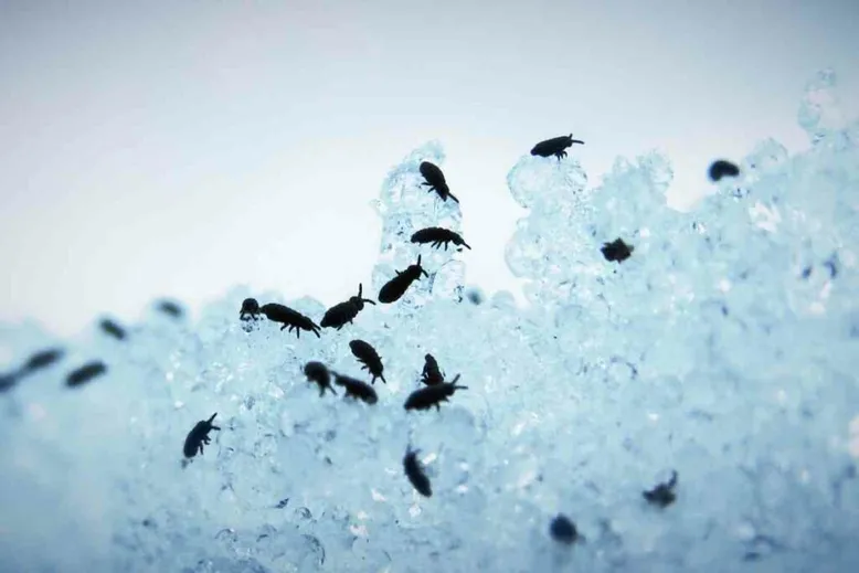 Springtails pests in home