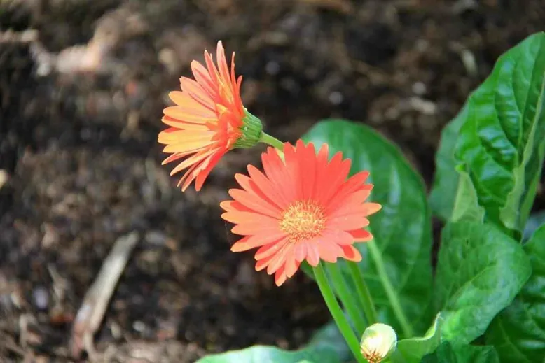 Planting zinnias flowers