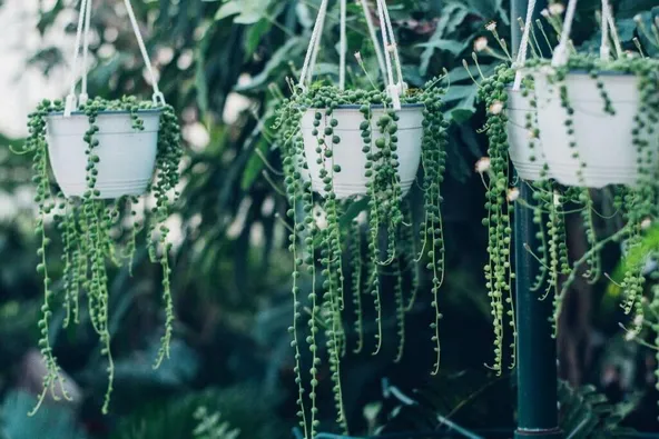 String of Pearls plant