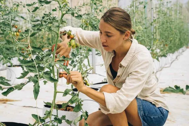 Tomato leaves cutting