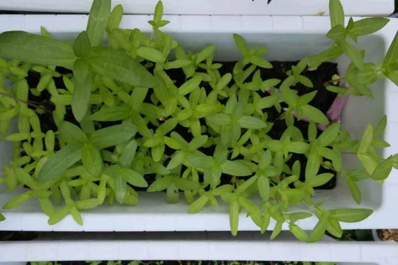 Zinnia seedling