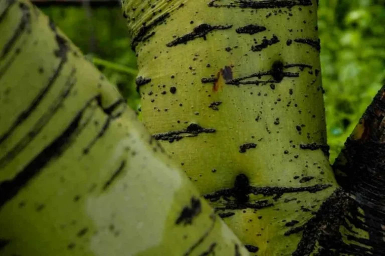 Cinq Arbres À Écorce Verte