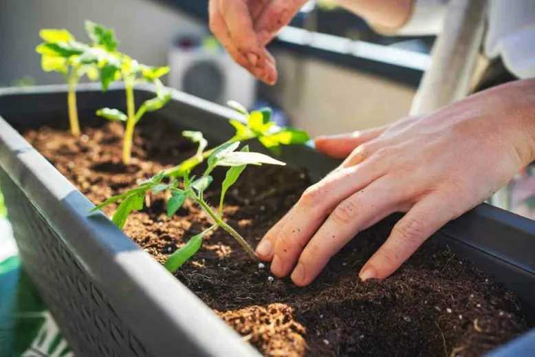 Tomato plants