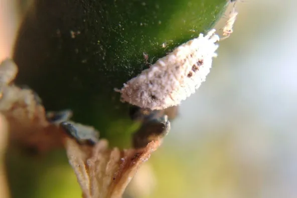 What Are Mealybugs