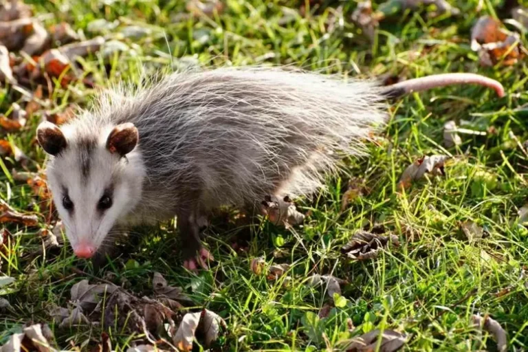 Qu’est-Ce Qui Attire Les Opossums Dans Votre Jardin ?