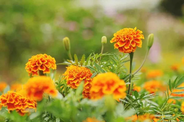 eating Marigolds in garden