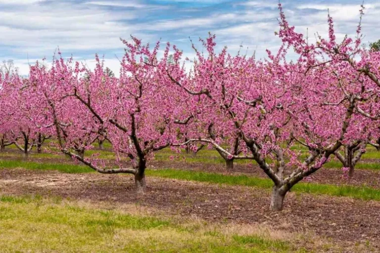 La Floraison Du Pêcher (Tout Ce Que Vous Devez Savoir)