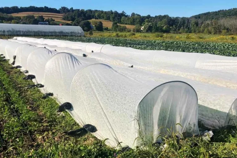 Dois-Je Couvrir Mon Jardin En Hiver ?