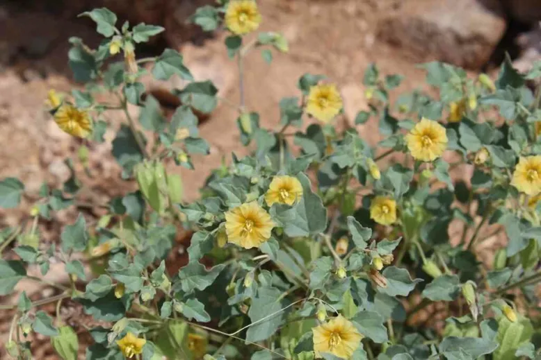 Yellow desert nightshade yellow