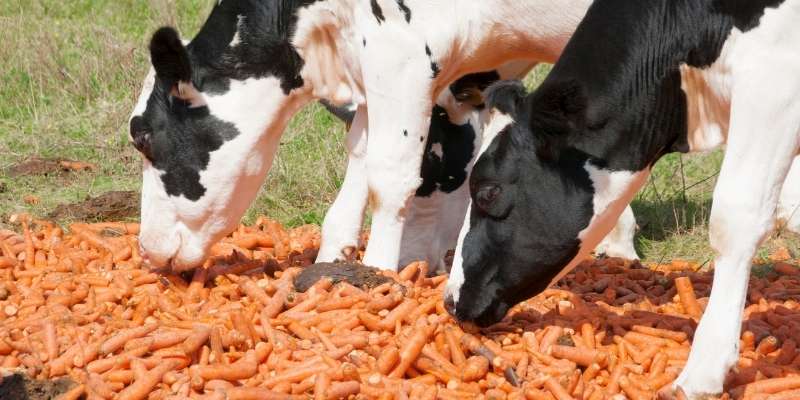 Can Cows Eat Carrots