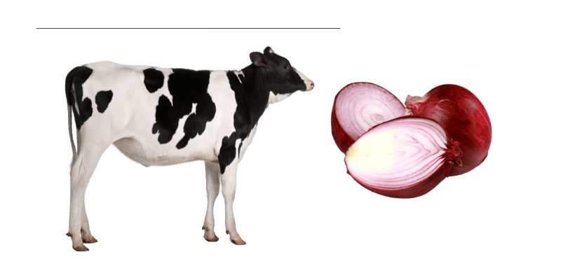 cow-and-onions
